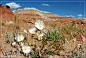 Auf dem Weg zu den Toadstool Hoodoos - Bild & Foto von Stangl-Tours aus Utah - Fotografie (25133667) | fotocommunity