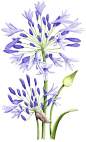 Agapanthus illustration