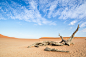 Etienne Volschenk在 500px 上的照片Dead tree in the Dead Vlei