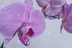 浅灰色背景上盛开的蝴蝶兰属粉红色兰花。兰花花植物出版，设计，海报，日历，帖子，屏保，墙纸，明信片，横