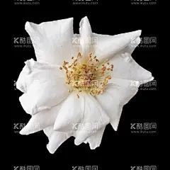 花卉 花朵 免扣花  - 源文件下载【酷图网】花卉,花朵,免扣花,红蓝玫瑰,月季,北欧风格元素,绿叶植物,贺卡,花草,花卉植物,鲜花,