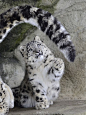 雪豹（Snow leopard）这种生物，光那条长尾巴就占走了一大波萌点(灬ºωº灬)