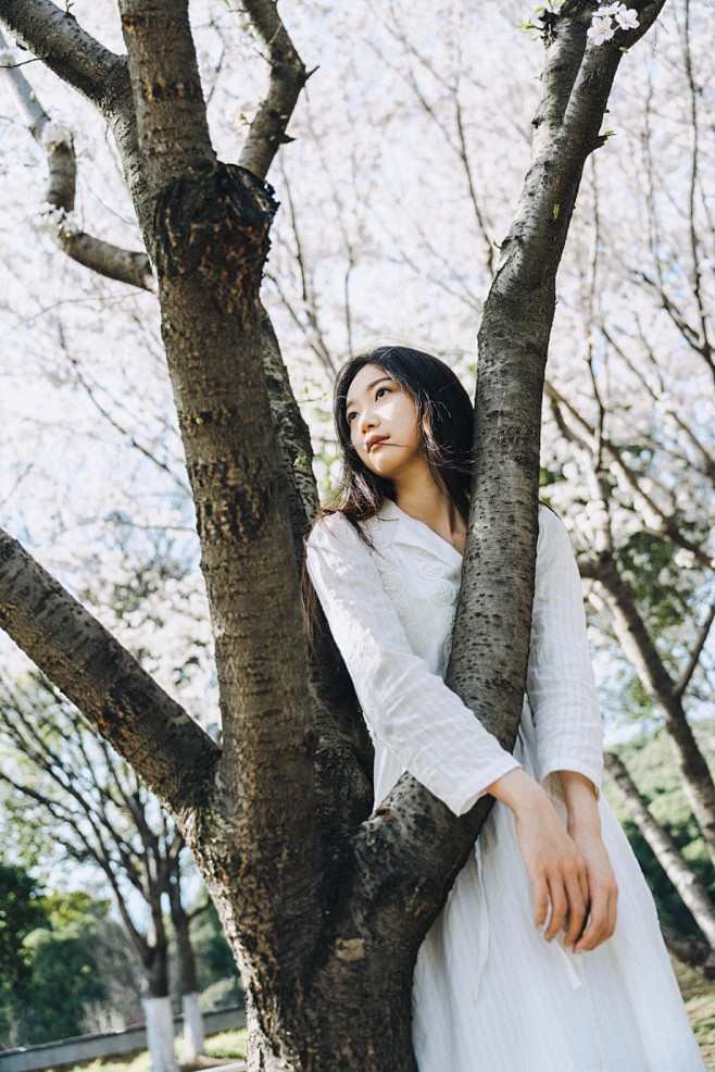 染井吉野 - Justinone - C...