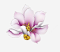 粉色玉兰花png免抠素材_新图网 https://ixintu.com 玉兰花 彩雕 粉色 立体