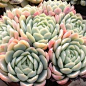 Echeveria (succulent) - these are the perfect plants for me! pretty but so badass they grow in deserts!