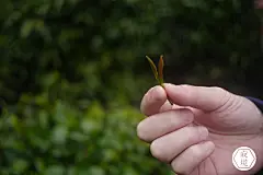 新茶｛顾渚紫笋明前｝ 寂境｜渔山隐 方坞岕古茶山野生紫笋／45g-淘宝网
