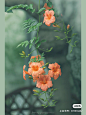 凌霄花
