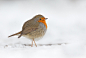 Menno Schaefer在 500px 上的照片Winter European Robin
