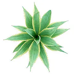 芦荟 插画_图片大全_全景网
