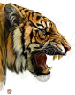 webp.webp-(11)