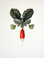 Image result for scientific illustration vegetables