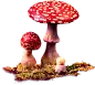 蘑菇  PNG