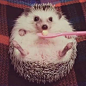 Meet Azuki, The Cutest Hedgehog From Japan