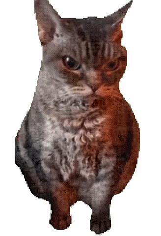 最近看的猫猫meme动图表情包gif合集