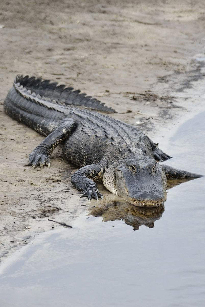 鳄目鳄科美洲鳄