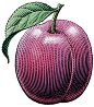 scratchboard scratch board scrapperboard scrapper board woodcut woodcut look engraving engraved look pen and ink Mike Halbert Michael Halbert inkart Food  Fruit illustrationillustrator