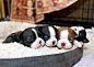 Pin by Peggy Holahan on Boston Terriers | Pinterest