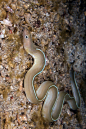 鳗鲡目·海鳝科：白丝带鳗