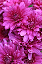 Fall Chrysanthemums ATTRACTS:  Monarch Butterflies. plant with Downy Hawthorn Tree which attracts Red Headed Woodpeckers.