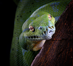 combronze-backed parrot snake2峰言风语采集到蛇影采集31.media.
