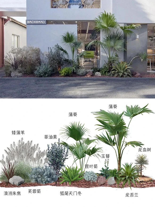 户外植物组合热带风绿植搭配_1_园艺设计师～雅儿_来自小红书网页版-花瓣网