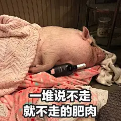 猪猪表情包