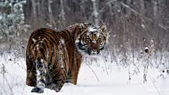 高清晰雪森林中的老虎壁纸图片