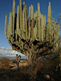 其中包括图片：On-line Guide to the positive identification of Members of the Cactus Family
