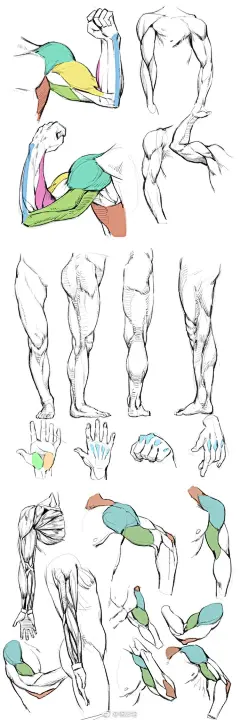 手、手臂、腿、上半身动态与肌肉、体块的画法参考，很6的素材！画画画！转需！#绘画参考# ​​​​