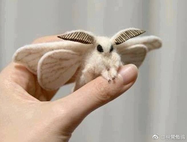 法国贵妇犬蛾  Poodle Moth ...