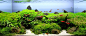 TOP 200 IAPLC - 国际水草造景比赛2012年。 AquaA3.com.br - 水族馆Alagoano