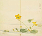 《诗经》里那些名字好听的花草，依次为：荇菜（xìnɡ cài）/ 荏菽（rěn shū）/木瓜/苕（ tiáo ）即凌霄花 / 茯苓（fú líng）/ 游茏（lóng）即荭草 / 舜花即木槿 / 谖（xuān）草即萱草 / 荍（qiáo）即锦葵