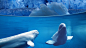 animals beluga whales mammals split-view underwater wallpaper (#1682859) / Wallbase.cc
