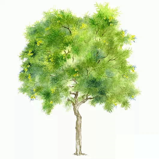 →手绘树-花瓣网