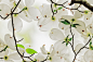 全部尺寸 | Spring Blossoms Dogwood | Flickr - 相片分享！
