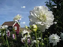 大丽花 花壁纸 白 小屋 红色 颜色 花朵 自然 天蓝色