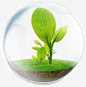 玻璃球小树苗植物元素
