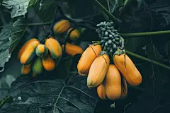 硕果累累木瓜树上的木瓜水果图片