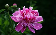 美丽高雅的牡丹花写真桌面高清壁纸桌面壁纸3