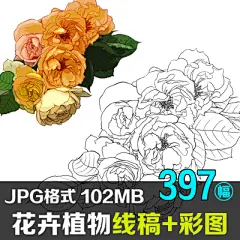 植物线稿+彩图 花草树木花卉手绘 漫画绘画上色临摹参考素材图库-淘宝网