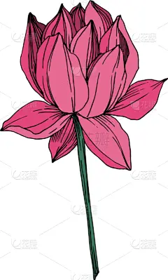 莲花,植物学,黑色,仅一朵花,荷花,壁纸,植物群,春天,花