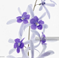 Purple flowers : Photo