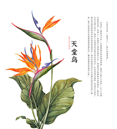 采花~贼采集到花