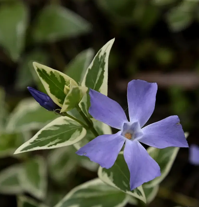 花叶蔓长春花