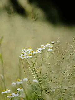 雏菊高清摄影素材
