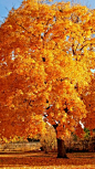 trees, autumn, park, fallen: 