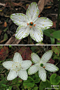 每个花瓣都是一个进化树。。虎耳草科，梅花草属的Parnassia grandifolia（APGII 系统中划为卫矛科），属名Parnassia来自希腊神话帕纳赛斯Parnassus山，是艺术女神缪斯的居所。music、museum的词源都来自于缪斯女神