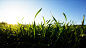 General 1920x1080 grass blurred depth of field nature landscape green clear sky macro