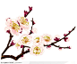 树枝上的桃花