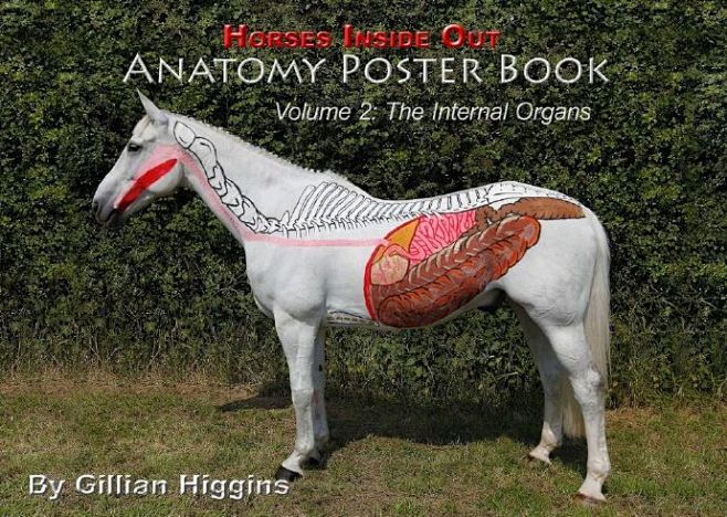 训马机构horses inside out将马的肌肉内脏骨骼等画在表面,这样能让人